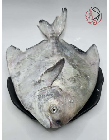 Local Chinese Pomfret 槟城斗鲳鱼