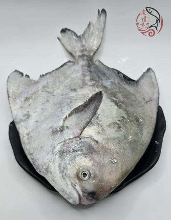 Local Chinese Pomfret 槟城斗鲳鱼