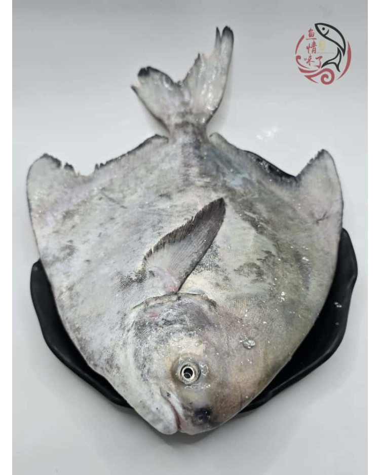Local Chinese Pomfret 槟城斗鲳鱼