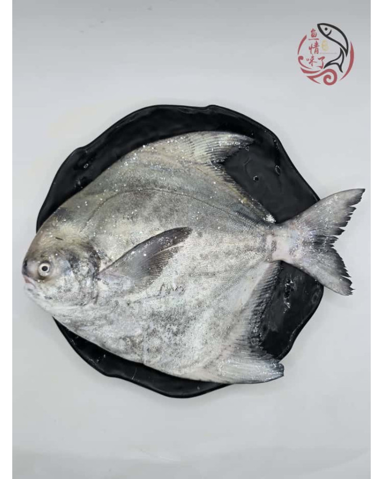 Local Chinese Pomfret 槟城斗鲳鱼