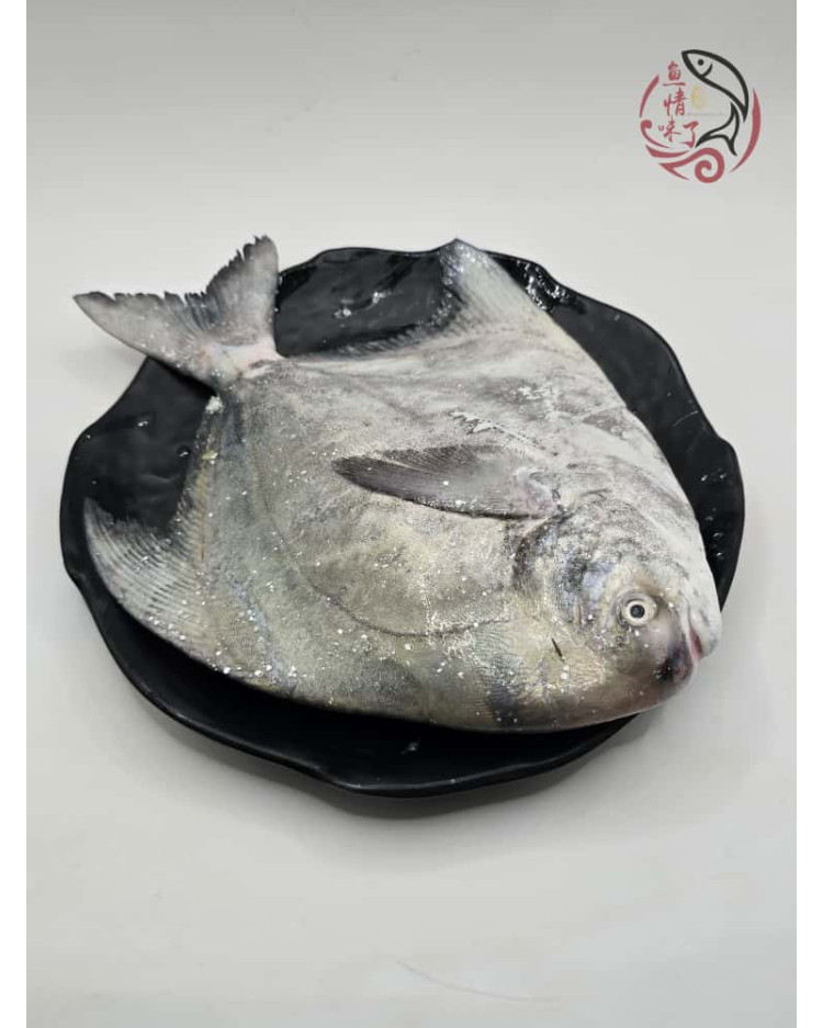 Local Chinese Pomfret 槟城斗鲳鱼