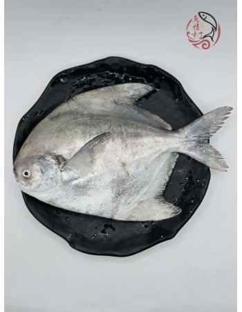 Local Chinese Pomfret 槟城斗鲳鱼