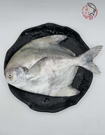 Local Chinese Pomfret 槟城斗鲳鱼