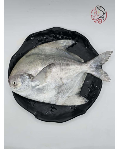Local Chinese Pomfret 槟城斗鲳鱼