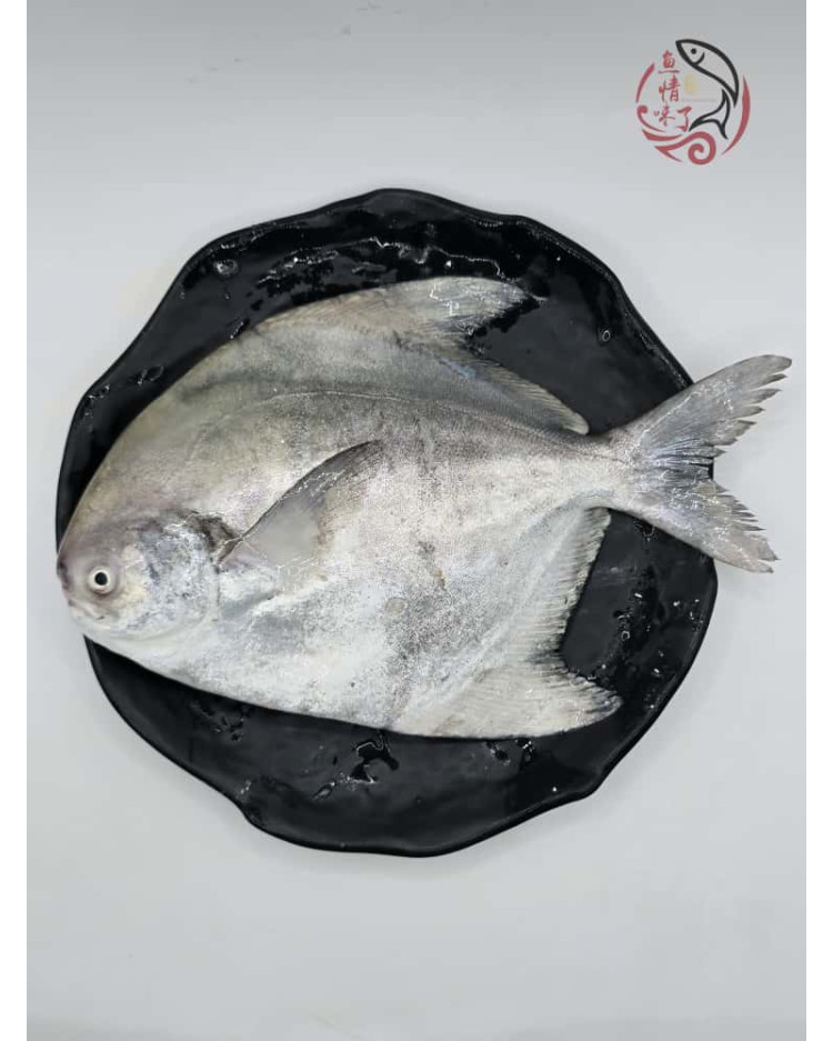Local Chinese Pomfret 槟城斗鲳鱼