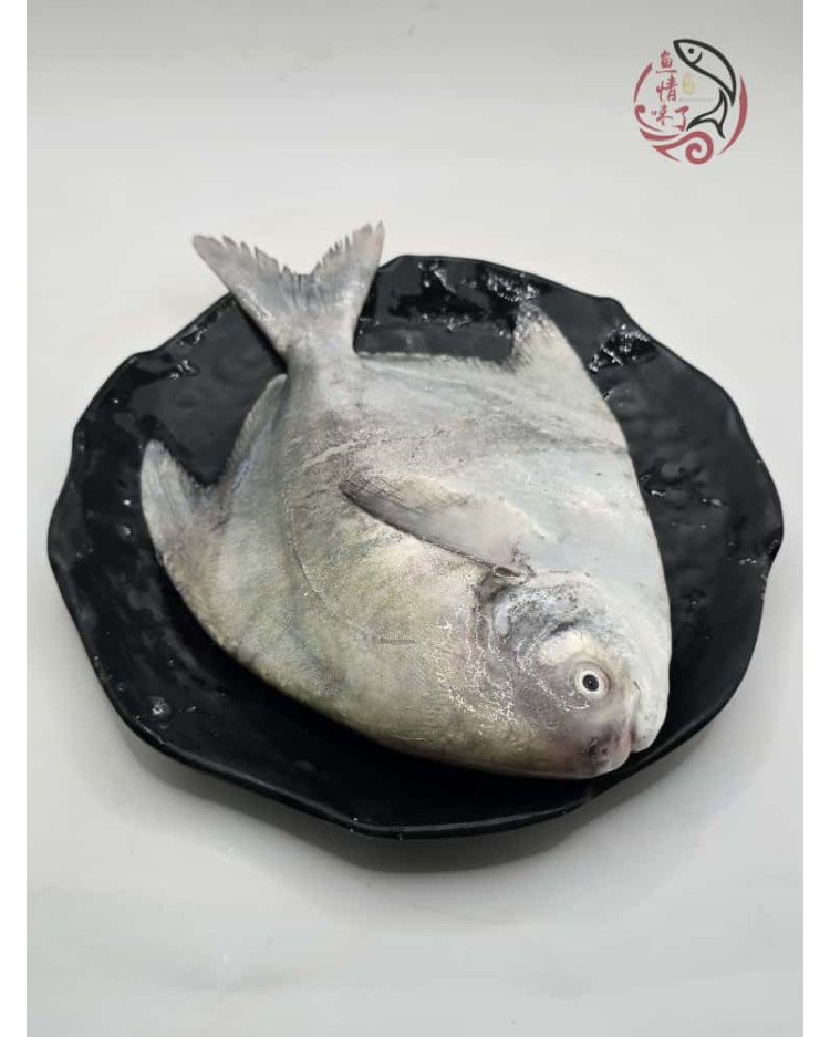 Local Chinese Pomfret 槟城斗鲳鱼