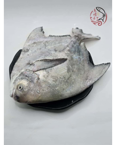 Local Chinese Pomfret 槟城斗鲳鱼