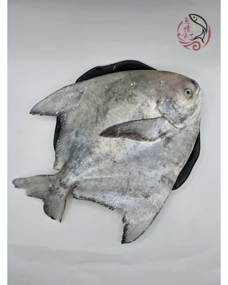 Local Chinese Pomfret 槟城斗鲳鱼