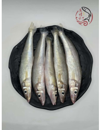 Local Ikan Burus AA 400G± 槟城沙咀鱼