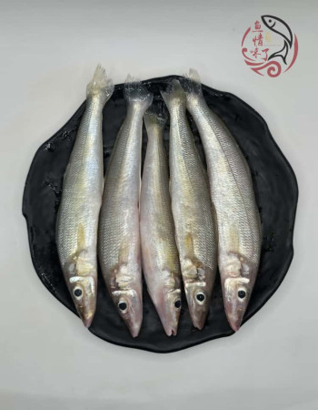 Local Ikan Burus AA 400G± 槟城沙咀鱼