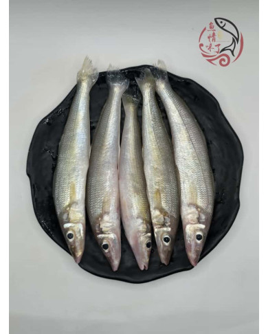 Local Ikan Burus AA 400G± 槟城沙咀鱼