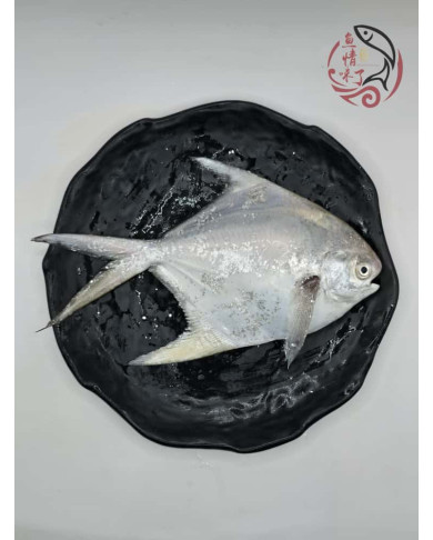 Local White Pomfret 槟城白鲳鱼