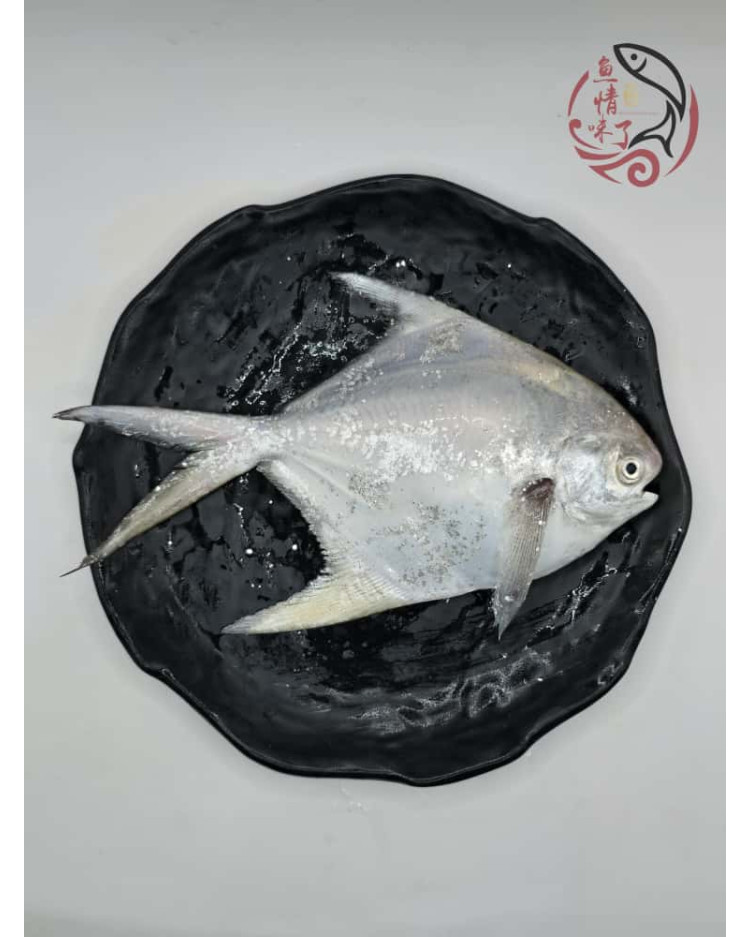 Local White Pomfret 槟城白鲳鱼