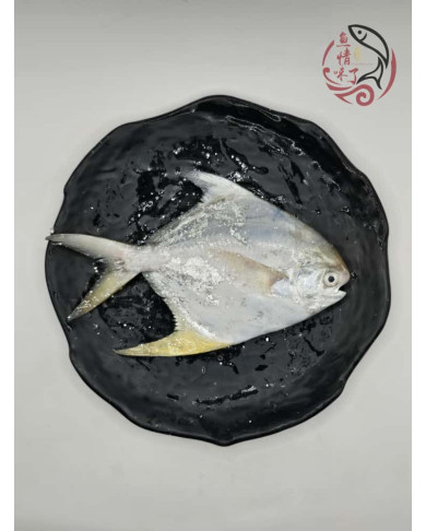 Local White Pomfret 槟城白鲳鱼