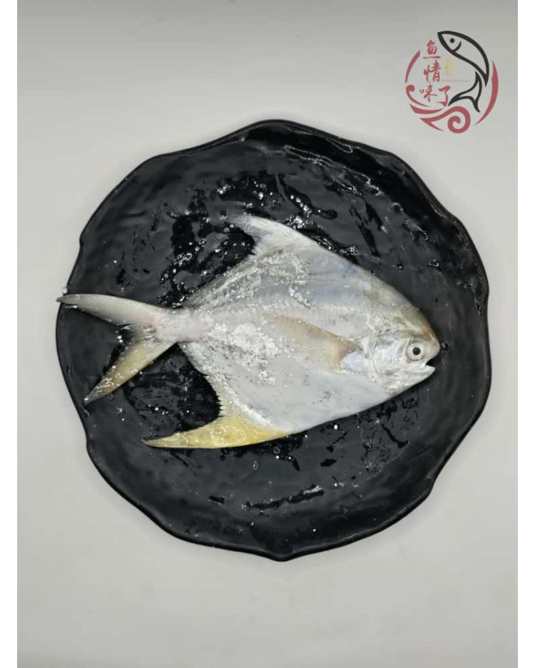 Local White Pomfret 槟城白鲳鱼