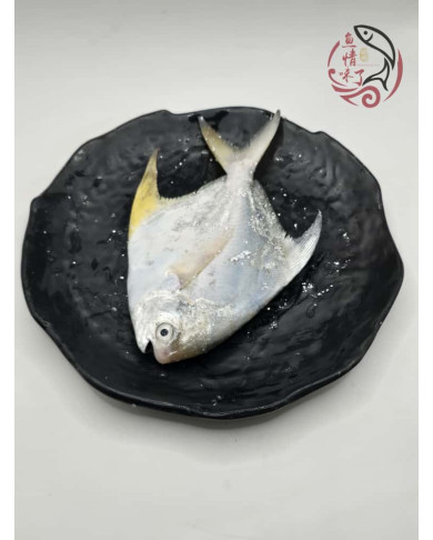 Local White Pomfret 槟城白鲳鱼