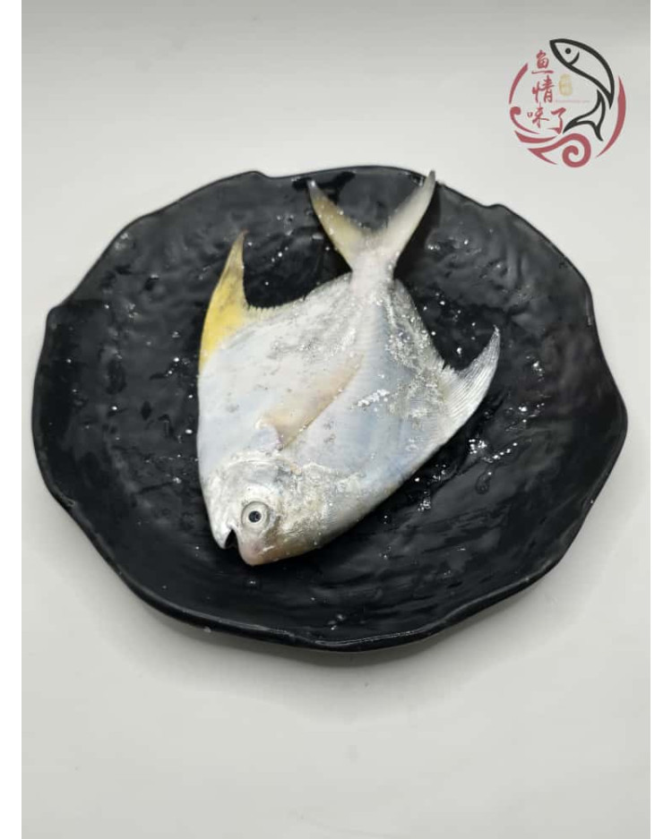 Local White Pomfret 槟城白鲳鱼