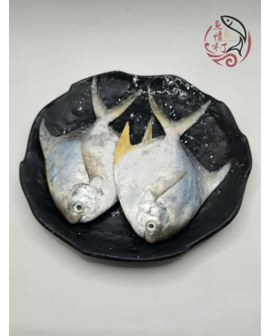 Local White Pomfret 槟城白鲳鱼