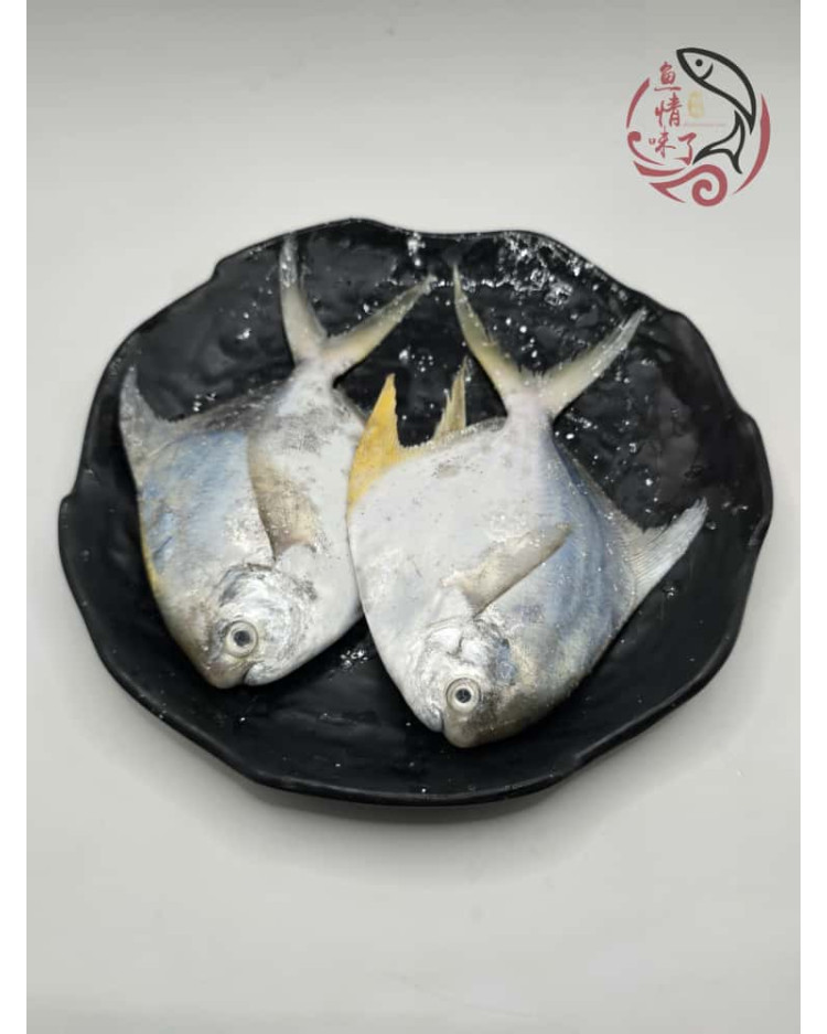 Local White Pomfret 槟城白鲳鱼