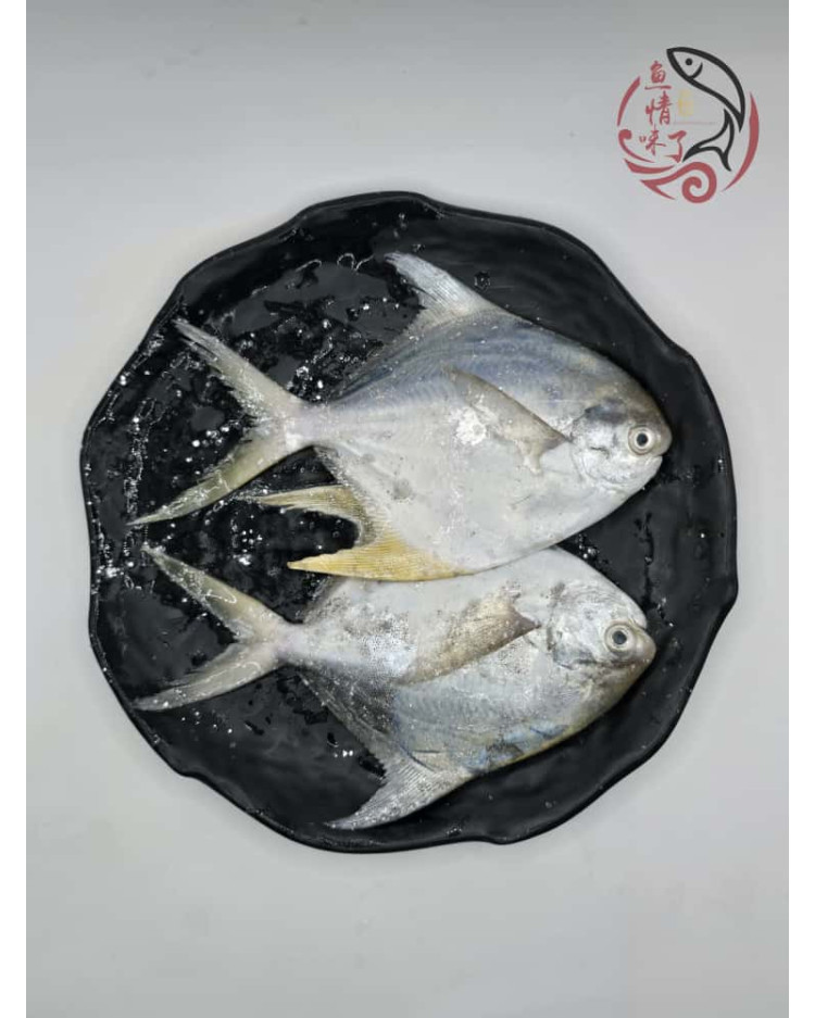 Local White Pomfret 槟城白鲳鱼