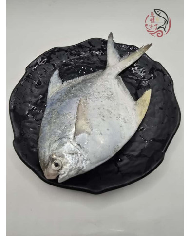 Local White Pomfret 槟城白鲳鱼