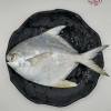 Local White Pomfret 槟城白鲳鱼