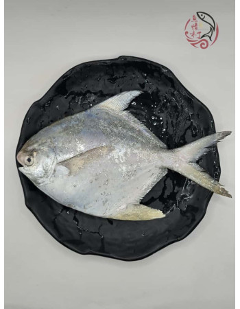 Local White Pomfret 槟城白鲳鱼