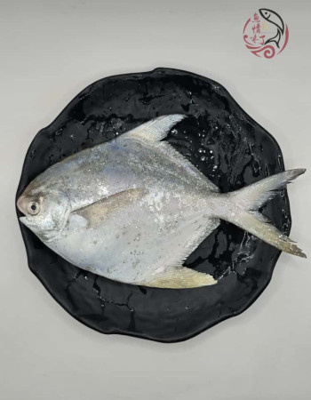Local White Pomfret 槟城白鲳鱼
