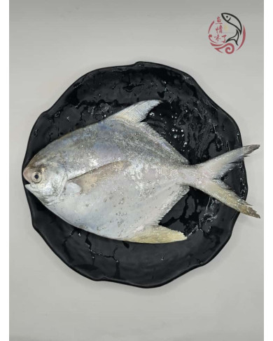 Local White Pomfret 槟城白鲳鱼