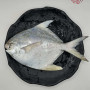 Local White Pomfret 槟城白鲳鱼