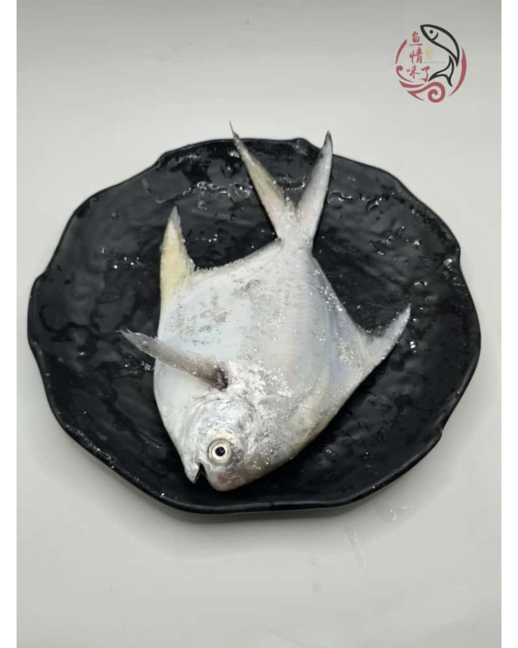 Local White Pomfret 槟城白鲳鱼