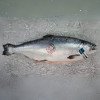 Australia Tasmania Salmon Whole Fish 3.7KG± 澳洲塔斯马尼亚三文鱼