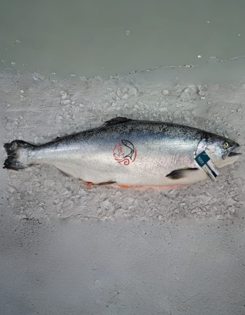 New Zealand Mt. Cook Alpine King Salmon Whole Fish 3.8KG±  新西兰库克山帝王鲑