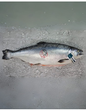 Australia Tasmania Salmon Whole Fish 3.7KG± 澳洲塔斯马尼亚三文鱼