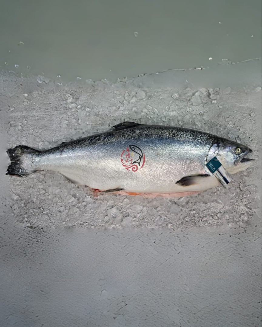 Australia Tasmania Salmon Whole Fish 3.7KG± Australia Tasmania Salmon Whole Fish 3.7KG±