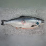 New Zealand Mt. Cook Alpine King Salmon Whole Fish 3.8KG± New Zealand Mt. Cook Alpine King Salmon Whole Fish 3.8KG±